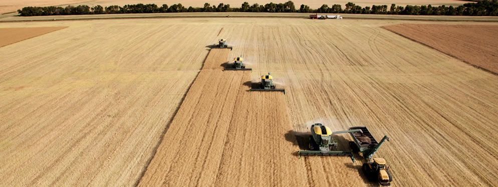 camrose-combines-wheat-field